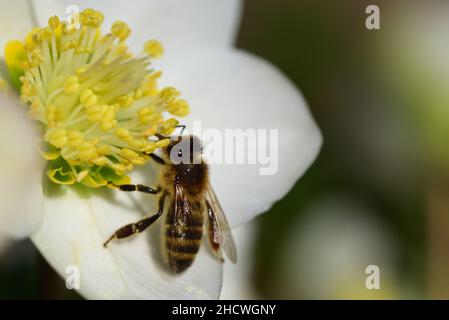 Nahaufnahme von frisch blühenden weißen Weihnachtsrosen (Helleborus niger), auf denen eine Biene nach Pollen und Futter sucht Stockfoto