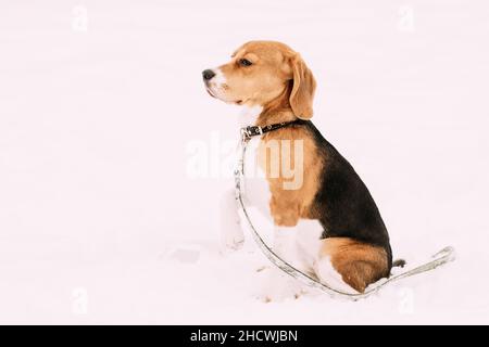 Trauriger Welpe Englischer Beagle, Der Im Schnee Sitzt Und Am Wintertag Gefrorene Pfoten Hält. Beagle ist EINE Rasse von Small Hound Stockfoto