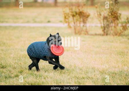 Black Cane Corso Hundespiel Laufen Mit Teller Spielzeug Im Freien Im Park. Hund Trägt In Warmen Kleidern. Big Dog Rassen Stockfoto