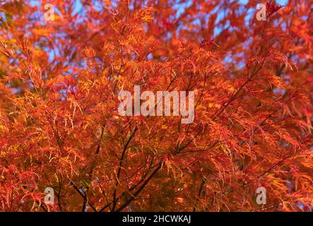 Acer palmatum sectum, ever Red Tree, weinend, japanisch, Ahornbäume, Zwerg Japanische Ahorn, elegant, kaskadierend, Struktur, wunderbar, Farbgebung. Stockfoto
