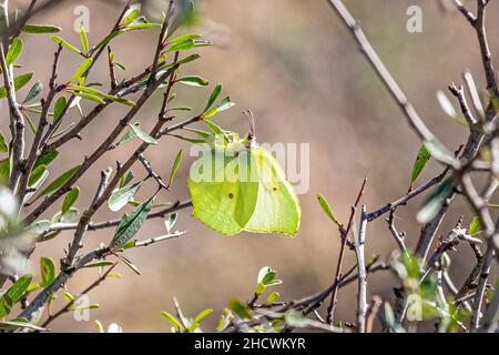 Gonepteryx rhamni, bekannt als gemeiner Schwefel, ist ein Schmetterling der Familie Pieridae Stockfoto
