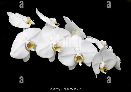 Weiße Orchidee blüht vor schwarzem Hintergrund Stockfoto