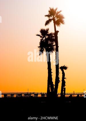 Sonnenuntergang Palmen Stockfoto