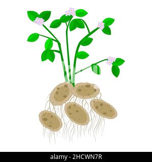 Kartoffeln isoliert auf weißem Hintergrund. Kartoffeln Pflanzen mit Blumen, Blättern, Stiel, Wurzeln und Fruchtknollen.Vegetarische Lebensmittelzutat. Landwirtschaftliche Anlage Stock Vektor