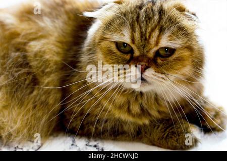 Portrait Nahaufnahme einer goldenen Chinchilla-Katze, das Thema von Katzen, Kätzchen und Katzen im Haus, Haustiere ihre Fotos und ihr Leben Stockfoto