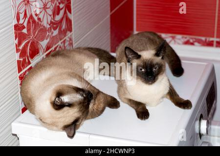 Ein Paar Thailänder und Katzen liegen in einem roten Badezimmer, Katzen, Kätzchen und Katzen im Haus, Haustiere ihre Fotos und ihr Leben Stockfoto