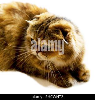 Portrait close-up Isolate Face schöne Langhaar-Katze goldene Chinchilla, Thema Katzen, Kätzchen und Katzen im Haus, Haustiere ihre Fotos und ihr Leben Stockfoto