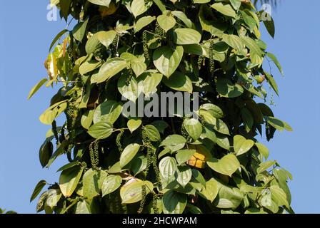 INDIEN, Karnataka, Pfefferzucht, Pfefferpflanze mit grüner Pfefferbeere / INDIEN, Anbau von Pfeffer, Pfefferstrauch mit Pfefferbeeren, der Pfeffer wird grün geerntet und in der Sonne getrocknet bis er schwarz ist Stockfoto