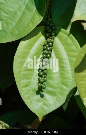 INDIEN, Karnataka, Pfefferzucht, Pfefferpflanze mit grüner Pfefferbeere / INDIEN, Anbau von Pfeffer, Pfefferstrauch mit Pfefferbeeren, der Pfeffer wird grün geerntet und in der Sonne getrocknet bis er schwarz ist Stockfoto