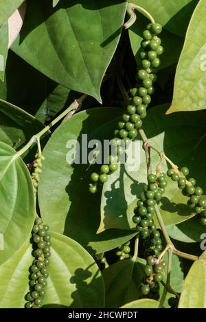 INDIEN, Karnataka, Pfefferzucht, Pfefferpflanze mit grüner Pfefferbeere / INDIEN, Anbau von Pfeffer, Pfefferstrauch mit Pfefferbeeren, der Pfeffer wird grün geerntet und in der Sonne getrocknet bis er schwarz ist Stockfoto