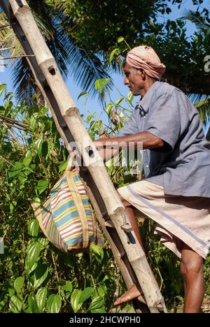 INDIEN, Karnataka, Pfefferzucht, Pfefferpflanze mit grüner Pfefferbeere, Erntezeit / INDIEN, Ernte von Pfeffer, Pfefferstrauch mit Pfefferbeeren, der Pfeffer wird grün geerntet und in der Sonne getrocknet bis er schwarz ist Stockfoto