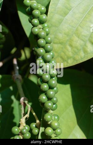 INDIEN, Karnataka, Pfefferzucht, Pfefferpflanze mit grüner Pfefferbeere / INDIEN, Anbau von Pfeffer, Pfefferstrauch mit Pfefferbeeren, der Pfeffer wird grün geerntet und in der Sonne getrocknet bis er schwarz ist Stockfoto