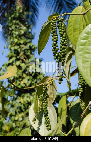 INDIEN, Karnataka, Pfefferzucht, Pfefferpflanze mit grüner Pfefferbeere / INDIEN, Anbau von Pfeffer, Pfefferstrauch mit Pfefferbeeren, der Pfeffer wird grün geerntet und in der Sonne getrocknet bis er schwarz ist Stockfoto