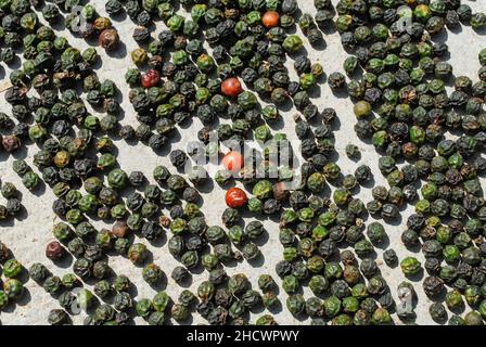 INDIEN, Karnataka, Pepper Farming, Green pepper Berry drying in the Sun until the become black and dry / INDIEN, Anbau von Pfeffer, Trocknung von Pfefferbeeren, der Pfeffer wird grün geerntet und in der Sonne getrocknet bis er schwarz ist Stockfoto