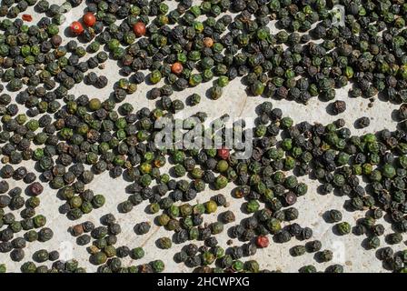 INDIEN, Karnataka, Pepper Farming, Green pepper Berry drying in the Sun until the become black and dry / INDIEN, Anbau von Pfeffer, Trocknung von Pfefferbeeren, der Pfeffer wird grün geerntet und in der Sonne getrocknet bis er schwarz ist Stockfoto