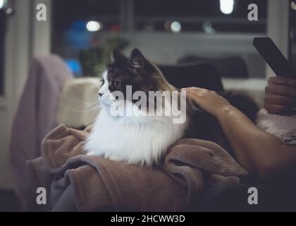 Norwegische Waldkatze sitzt bequem auf dem menschlichen Schoß Stockfoto