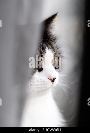 Norwegische Waldkatze versteckt sich hinter weißem Vorhang Stockfoto