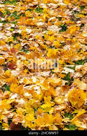Gelbe Blätter auf dem Boden im Herbst, schöner Hintergrund Stockfoto