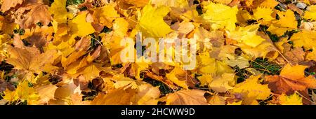 Gelbe Blätter auf dem Boden im Herbst, schöner Hintergrund Stockfoto