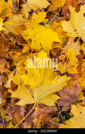 Gefallene Blätter auf dem Boden im Herbst, schöner Hintergrund Stockfoto