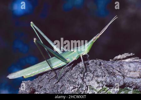 Exemplar einer Kegelkopfgrasschrecke, Acrida ungarica mediterranea, Acrididae Stockfoto