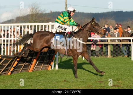 Dame de Compagnie läuft am zweiten Weihnachtsfeiertag 2021 in Wincanton Stockfoto