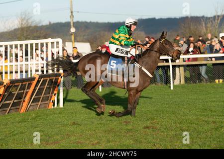 Dame de Compagnie läuft am zweiten Weihnachtsfeiertag 2021 in Wincanton Stockfoto