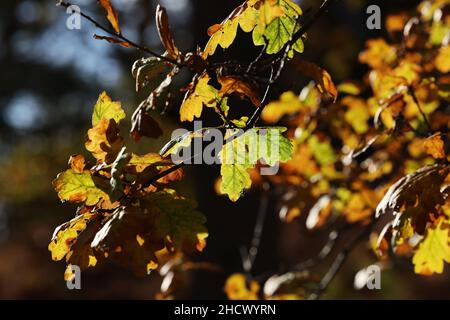 Hinterleuchtete Eichenblätter im Herbst, Wales, großbritannien Stockfoto