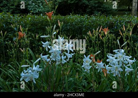 Allee mit blühenden weißen und orangen Madonna Lilie oder Lilium Candidum, Sofia, Bulgarien Stockfoto