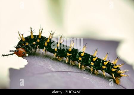 Nahaufnahme von Caterpillar auf einem Blatt in einem Garten Stockfoto
