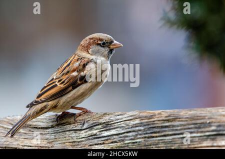 Eurasischer Baumsperling (Passer montanus) auf Holz vor neutralem Hintergrund sitzend, gemeinsames Stadtvogelporträt Stockfoto