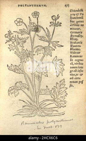 Remberti Dodonaei ... trium priorum de stirpium historia commentariorum imagines ad viuum expressae (Seite 413) Stockfoto