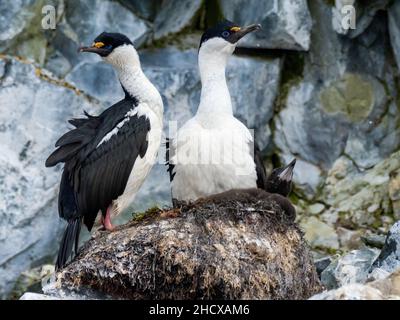 Brütende antarktische Shag, Leucocarbo bransfieldensis, mit Küken entlang der Insel Brabant, Antarktische Halbinsel Stockfoto