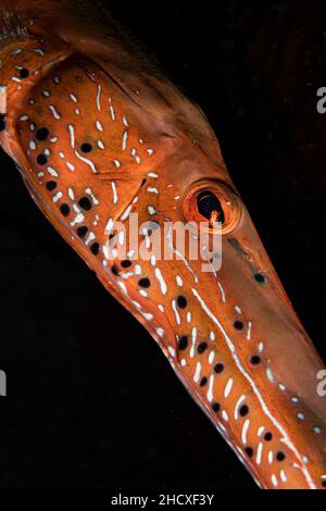 Die Nahaufnahme eines Trompetenfisches (Aulostomus maculatus) am Riff vor der niederländischen Karibikinsel St. Maarten Stockfoto