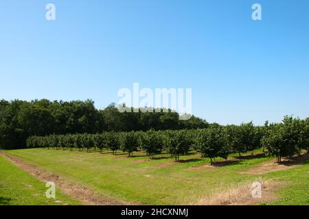 Landschaft Haselnussplantage im französischen Lot Stockfoto