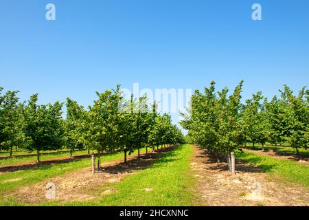 Landschaft Haselnussplantage im französischen Lot Stockfoto