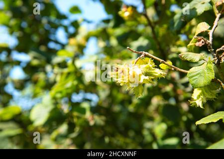 Landschaft Haselnussplantage im französischen Lot Stockfoto