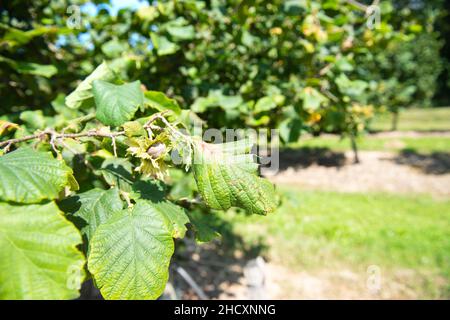 Landschaft Haselnussplantage im französischen Lot Stockfoto