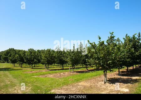 Landschaft Haselnussplantage im französischen Lot Stockfoto