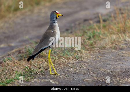 African watled kiebitz - Vanellus senegallus auch Senegal wattscher, großer graubrauner Watvögel in der Familie Charadriidae, residenter Züchter in su Stockfoto