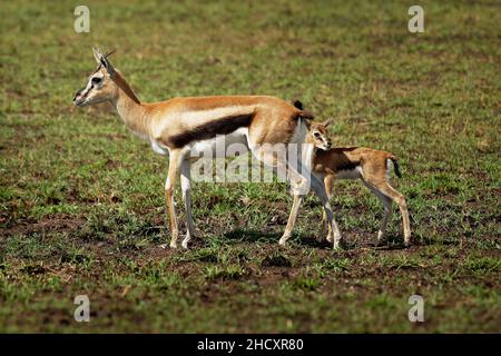 Thomson Gazelle - Eudorcas thomsonii genannt Tommie liegend im Gras gegenüber, Masai Mara Reserve Kenia, hübsches Gazellengesicht mit großen Augen, spiralförmigen Hörnern und Stockfoto