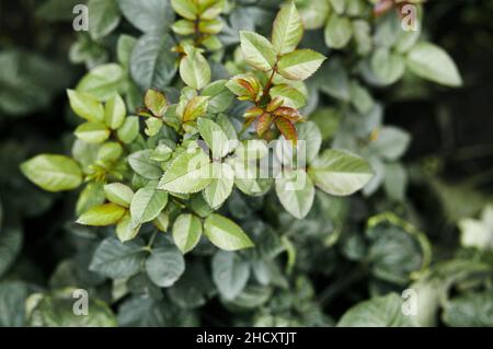 Abstraktes Bild von Rosenblättern in Sonnenstrahlen im Garten. Selektiver Fokus, unscharfer Hintergrund Stockfoto