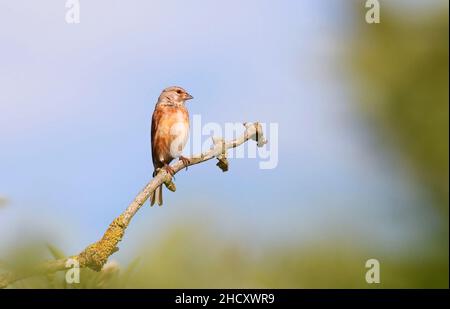 01. Juli 2021, Mecklenburg-Vorpommern, Dranske Auf Rügen: 01.07.2021, Dranske. Ein Blutlinnet (Linaria cannabina) befindet sich an einem Zweig im Norden von Rügen in der Nähe von Dranske. Foto: Wolfram Steinberg/dpa Foto: Wolfram Steinberg/dpa Stockfoto