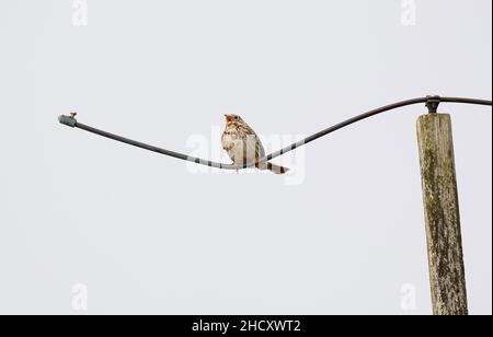 01. Juli 2021, Mecklenburg-Vorpommern, Dranske Auf Rügen: 01.07.2021, Dranske. Ein Maisballen (Emberiza calandra) sitzt auf einem gebogenen Stück Metall auf einem Mast in der Landschaft nördlich von Rügen bei Dranske. Foto: Wolfram Steinberg/dpa Foto: Wolfram Steinberg/dpa Stockfoto