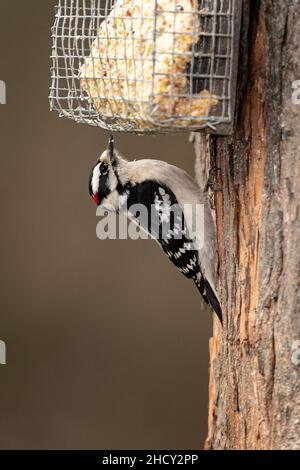 Dunenspecht mit Talg Feeder. Stockfoto