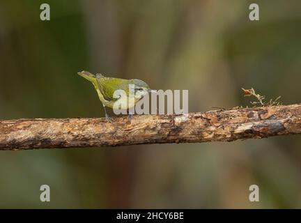 Tennessee-Waldsänger (Vermivora peregrina), juvenil Stockfoto