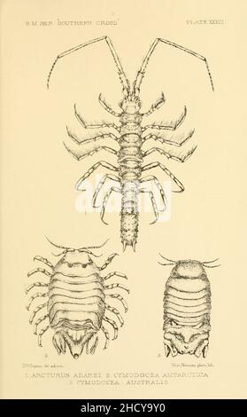 Bericht über die naturgeschichtlichen Sammlungen, die während der Reise des ''Southern Cross'' in den antarktischen Regionen entstanden sind. (Platte XXXIII) (8596936513). Stockfoto