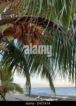 Reife Kokosnuss auf einer Palme am Meer und Strand aus nächster Nähe. Leckere Kokosnüsse, die bereit sind, bei einem Morgenlicht in Cozumel, Mexiko, abgeholt zu werden. Stockfoto