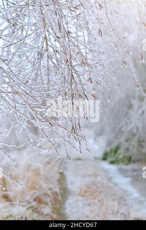 Nach einem Wintereissturm waren die Äste mit Eis bedeckt. Effekt der atmosphärischen Vereisung. Stockfoto