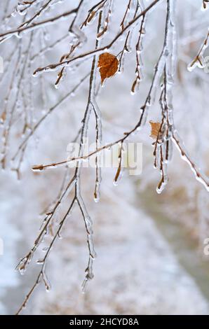 Nahaufnahme eines eisbedeckten Birkenzweiges nach einem Wintereissturm. Effekt der atmosphärischen Vereisung. Stockfoto